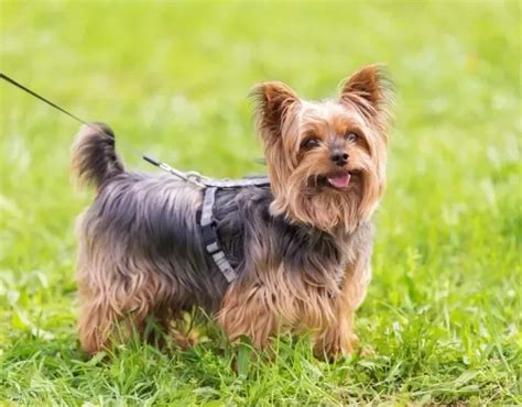 Yorkshire: saiba tudo sobre essa raça de cachorro pequeno.